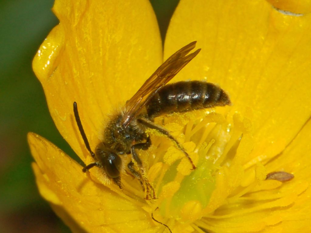 maschio di Andrena sp.
